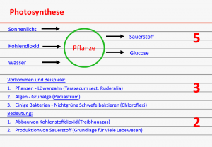 Karteikarte über Photosynthese